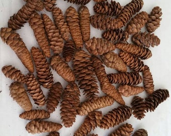 50 Mini All Natural Pinecones