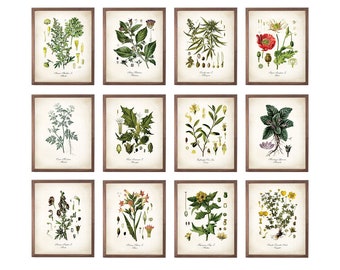 Medicinal Plant Art Set of 12. Drug Plants. Medicinal Drug Print Set. Botanical Art. Medicinal Decor. Botanical Prints. Botanical Decor.