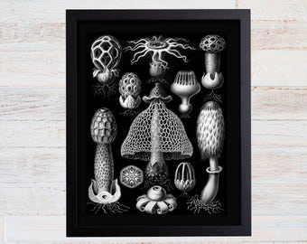 Ernst Haeckel Mushroom Art Print | Botanical Fungi Illustration