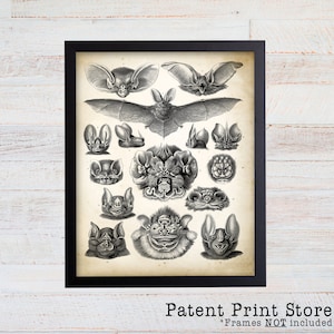 Ernst Haeckel Bats Art Nouveau Print, Vampire Bat Illustration