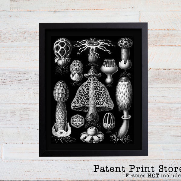 Ernst Haeckel Mushroom Print. Mushroom Art. Poster. Ernst Haeckel.  Fungi Basimycetes Stinkhorn Mushrooms Illustration. Botanical Art Print.