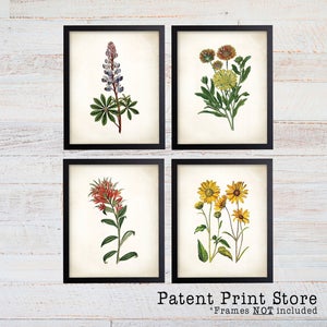 Texas Wildflower Botanical Art Prints. Botanical Print. Botanical poster. Botanical Illustration. Botanical Wall Art. Farmhouse Decor. (121)