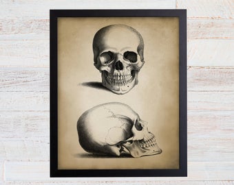 Antique Skull Anatomy Art Print, Vintage Science Decor