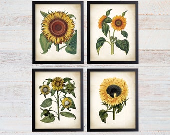 Sunflower Botanical Art Prints. Sunflower Decor. Botanical Print. Botanical poster. Botanical Illustration. Botanical Art. Farmhouse. 211