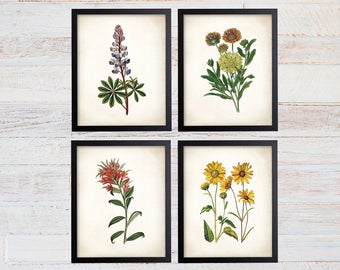 Texas Wildflower Botanical Art Prints. Botanical Print. Botanical poster. Botanical Illustration. Botanical Wall Art. Farmhouse Decor. (121)