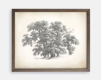 Vintage Tree Print. Great Oak Tree Drawing. Vintage Art. Farmhouse Art. Farmhouse Print. Tree Sketch. Tree Art. Botanical Oak Tree Art.