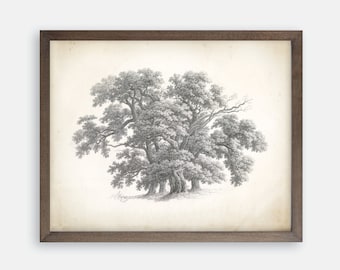 Vintage Oak Tree Print, 19th Century Botanical Drawing