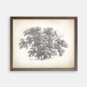 Vintage Tree Print. Great Oak Tree Drawing. Vintage Art. Farmhouse Art. Farmhouse Print. Tree Sketch. Tree Art. Botanical Oak Tree Art.