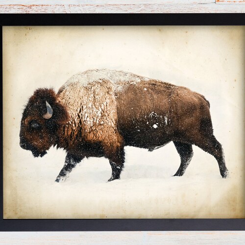 Bison Wall Art Buffalo Print Bison Photography Bison Photo - Etsy