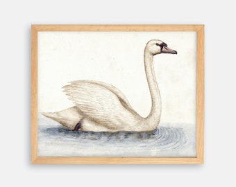 Lámina artística vintage de cisne, ilustración de pájaro del siglo XVI
