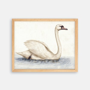 Swan Art Print. Swan Print. Vintage Bird Print. Bird Wall Decor. Bird Art. Farmhouse Decor. Farmhouse Print. Bird Decor. Swan Nursery Art