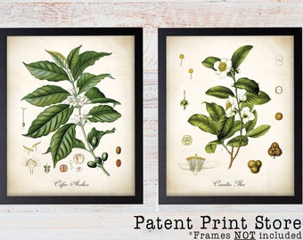 Botanical Coffee and Tea Plant Art Prints, Kitchen Cafe Decor