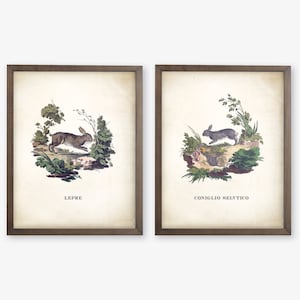 May include: Two vintage illustrations of rabbits in a natural setting. The left image features a brown rabbit running through a green forest with the text "LEPRE" below. The right image features a gray rabbit hopping through a green forest with the text "CONIGLIO SELVTTICO" below.