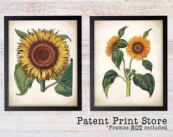 Antique Sunflower Botanical Print Set