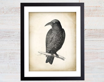 Crow Art Print. Crow Poster. Vintage Crow Illustration. Crow Illustration. Crow Print. Bird Art. Black Crow Bird. Oddities Art. 101