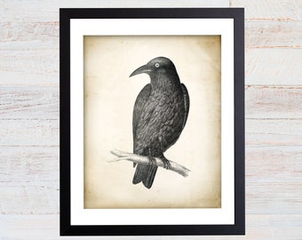 Vintage Crow Illustration Art Print, Oddities Decor