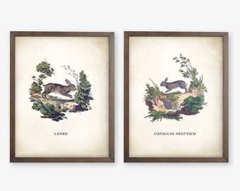 Vintage Bunny Art Prints Set, 1700s Italian Illustration