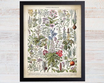 Medicinal Plants Art Print, Vintage Botanical Illustration