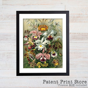 Ernst Haeckel Orchid Illustration, Orchid Poster, Orchid Art Print, Botanical Art Print, Wall Art, Botanical Poster, Haeckel Print. 092