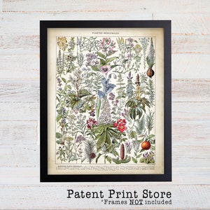 Medicinal Plants Art Print, Vintage Botanical Illustration