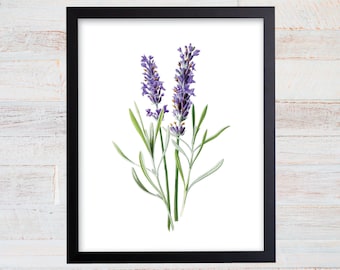 Vintage Lavender Watercolor Botanical Print, Farmhouse Wall Art