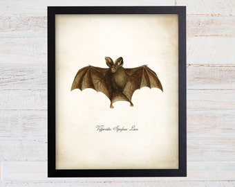 Vintage Bat Print. Bat Artwork. Vampire Bat Poster. Art Nouveau. Natural History. Science Print. Science Gift. Bat Illustration. 076