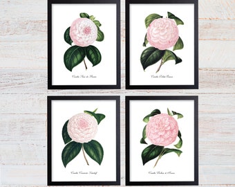 Camellia Print Set. Botanical Print Set. Botanical Art. Botanical Prints. Botanical Illustration. Pink Botanical Prints. Farmhouse Prints.