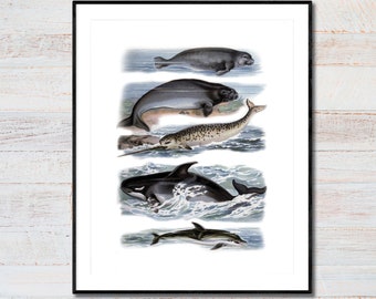 Whale Print. Whale Species. Nautical Art. Coastal Decor. Coastal Prints. Seaside Wall Art. Beach House Wall Decor. Ocean Decor. Whale Art.