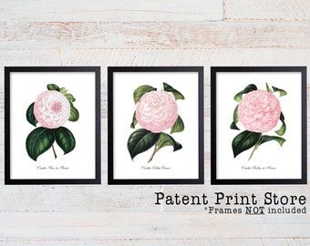 Camellia Print Set. Pink Botanical Art Prints. Pink Flower Prints. Flower Wall Art. Botanical Prints. Vintage. Botanical Art. Farmhouse Art.