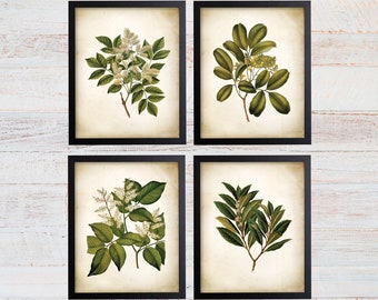 Op de afbeelding: Set van vier botanische prints met vintage illustraties van groene bladeren en witte bloemen. De prints zijn ingelijst in zwarte lijsten en hebben een crèmekleurige achtergrond. De tekst "Patent Print Store" en "*Frames NOT included" staat onderaan de afbeelding.