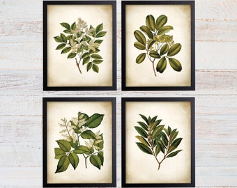 Green Tree Leaves Print Set of 4. Antique Botanical Green Tree Leaf Art Prints. Botanical Art. Botanical Prints. Leaves Art. Tree Art Prints