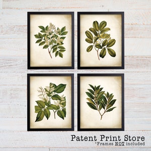 May include: Set of four botanical prints featuring vintage illustrations of green leaves and white flowers. The prints are framed in black frames and have a cream background. The text "Patent Print Store" and "*Frames NOT included" is at the bottom of the image.