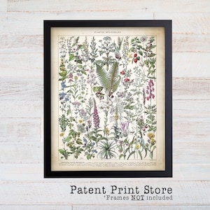 Medicinal Plant Art. Medicinal Plants Print. Medicinal Plant Wall Art. Herbalist Decor. Herbalist Gift. Herbalism Decor. Green Plant Decor.