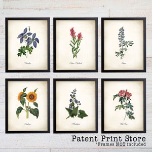 Colorado Wildflower Botanical Art Prints. Botanical Print. Wildflower Print. Poster. Botanical Illustration. Botanical Art. Farmhouse. 229