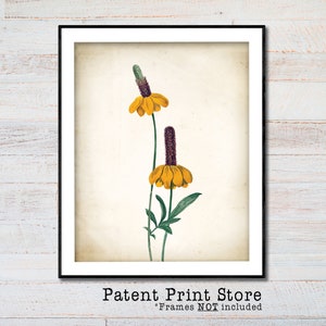 Prairie Coneflower Print. Botanical Print. Art Print. Wildflower Art. Antique Botanical Prints. Wall Art. Farmhouse Decor. Wildflower Print.