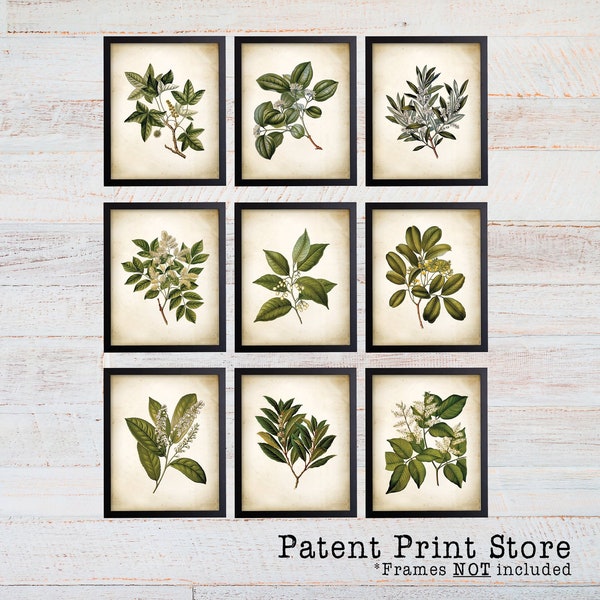 Green Tree Leaves Prints. Antique Botanical Green Tree Leaf Art Prints. Botanical Art. Botanical Prints. Leaves Art. Tree Art. Tree Prints.