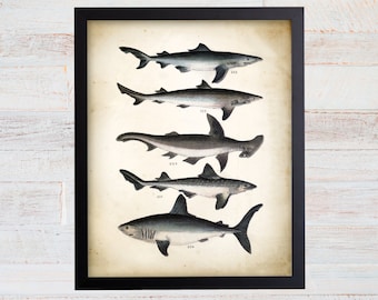 Vintage Shark Poster, Shark Print, Shark Species, Nautical Decor, Nautical Art Prints, Shark Nursery Decor, Shark Nursery Poster. 115