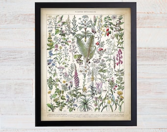 Medicinal Plant Print, Vintage Herbalist Wall Art