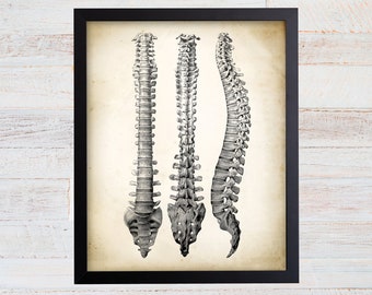 Anatomy Wall Art. Antique Spine Art Print. Human Bones Art. Human Anatomy Art Print. Spine Poster. Medical Art. Orthopedic Surgeon Gift.