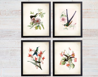 Hummingbird Botanical Art Prints, Set of 4