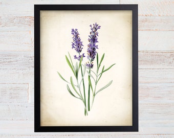 Vintage Watercolor Lavender Print. Botanical Print. Art Print. Lavender Art. Antique Botanical Prints. Wall Art. Farmhouse Decor. Herb Art.