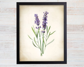 Vintage Watercolor Lavender Print. Botanical Print. Art Print. Lavender Art. Antique Botanical Prints. Wall Art. Farmhouse Decor. Herb Art.