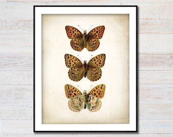 Antique Butterfly Print Poster, Antique Butterfly Art Print, Vintage Butterfly Print Wall Art, Butterflies Wall Art, Butterfly Decor