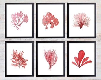 Red Sea Coral Print Set, Coral Art Set, Giclee Art Print, Beach House Art, Coastal Art, Prints and Posters, Coral Print, Illustration. 242