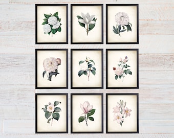 Vintage Redoute Botanical Art Prints, White Flower Wall Decor