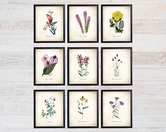 Missouri Wildflower Art Prints. Botanical Print. Wildflower Print. Botanical poster. Botanical Illustration. Botanical Art. Farmhouse Art.