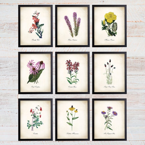 Missouri Wildflower Art Prints. Botanical Print. Wildflower - Etsy