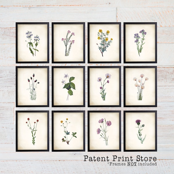 Vintage Watercolor Wildflower Prints. Botanical Prints. Wildflower Art. Vintage Botanical Wall Art. Wildflower Decor. Farmhouse Art Prints.