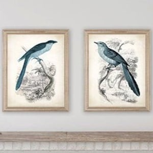 Farmhouse Birds Print Set. Antique Bird Prints, Farmhouse Decor, Rustic Art, Vintage Bird Prints, Vintage Bird Art, Antique Bird Art Decor
