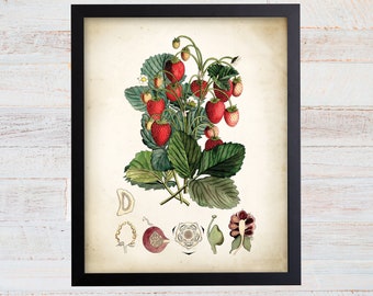 May include: Vintage botanical illustration of a strawberry plant with red berries and green leaves. The illustration is in a black frame and has a white background. The image also includes a close-up of the strawberry flower and fruit.